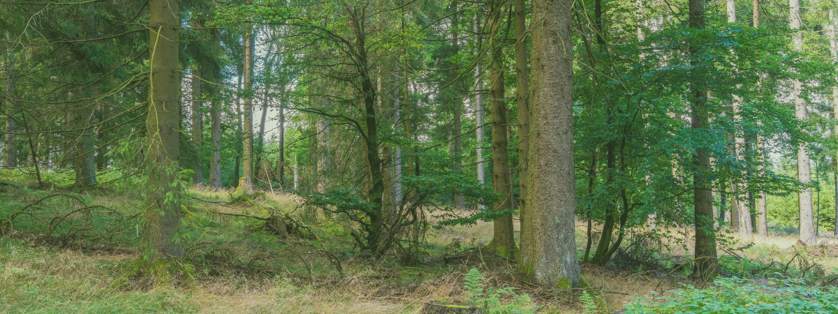 A forest with green pines trees.